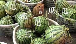 娱乐吃瓜地方,吃瓜群众必看的幕后故事